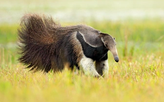 Вечный скиталец: как живет гигантский муравьед — один из самых удивительных зверей в мире