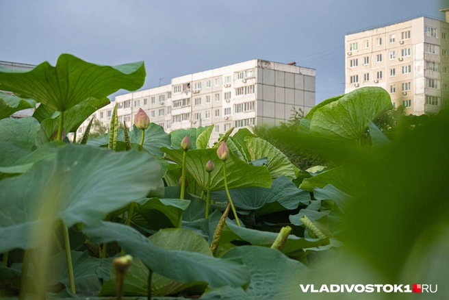 Источник: Елена Буйвол / VLADIVOSTOK1.RU