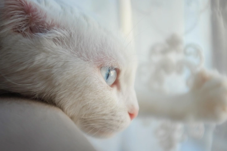 Источник: Shutterstock/Fotodom.ru