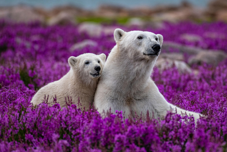 Белые медведи наслаждаются коротким канадским летом