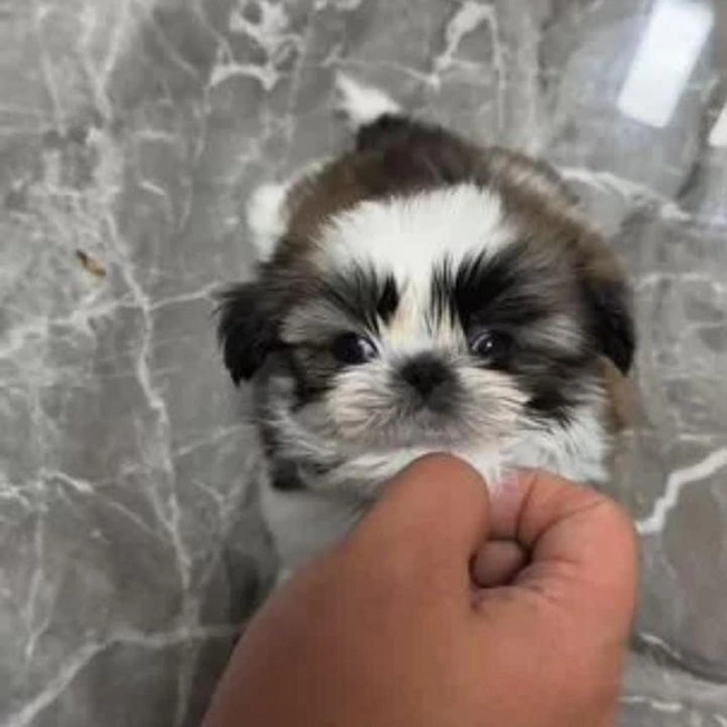 Милый пушистый комочек | Источник: Avito.ru