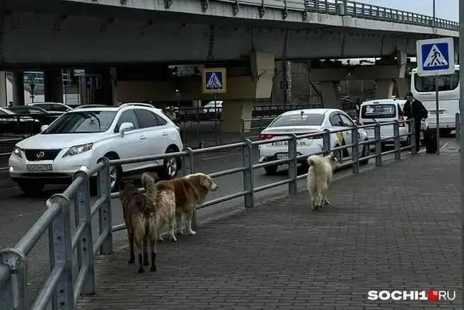 Бродячие собаки в Сочи — крупные | Источник: Анна Грицевич / SOCHI1.RU