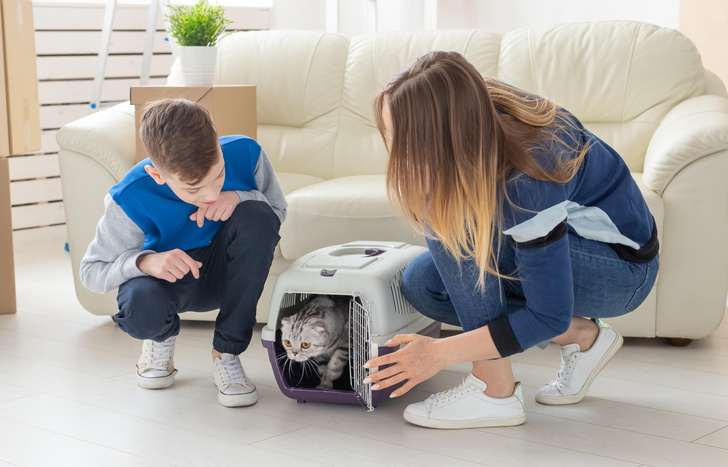 5 неочевидных причин, по которым первой в дом должна входить кошка