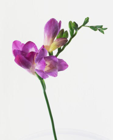 Весенние цветы: не только тюльпаны