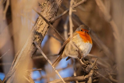 Robin with Bright Neck Spotted in Volgograd
