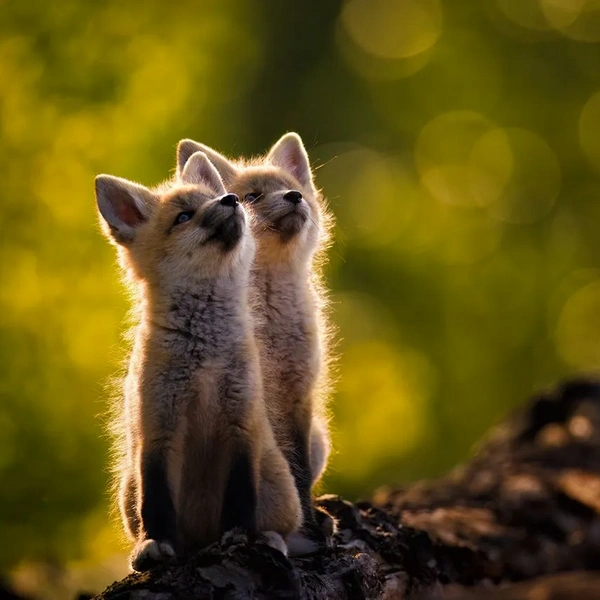«Мы весь день хорошо себя вели!» | Источник: Donna Feledichuk / Travel Photographer of the Year 2023