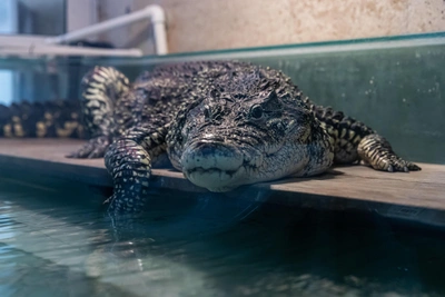 Крокодилу Кузе грозит изъятие из магазина сантехники