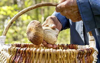 Лесной квест: как не заплутать в царстве грибов