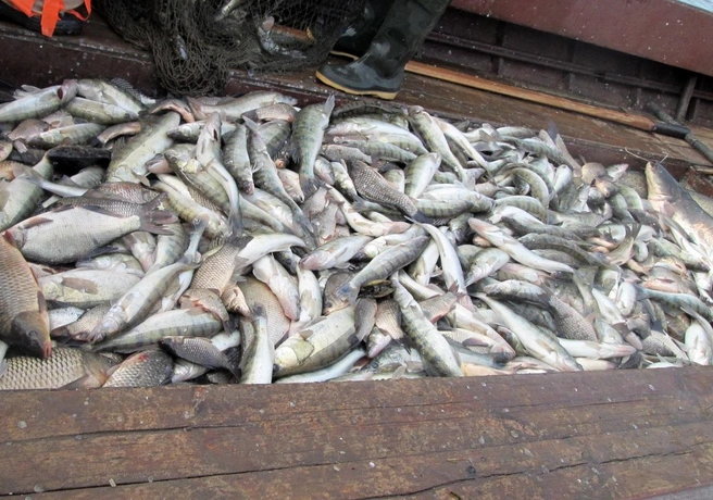 Дополнительных запретов пока не планируется | Источник: azniirkh.vniro.ru