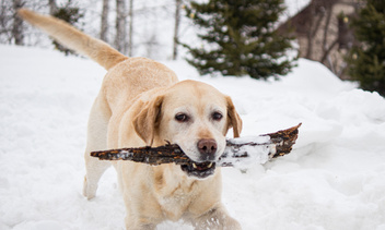 Собаки, которые обожают зиму: 25 фото, поднимающих настроение