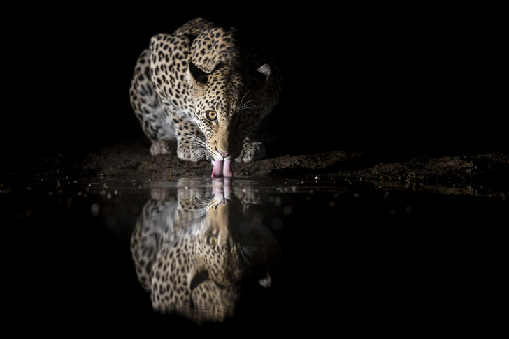 Леопард из ЮАР пришел на ночной водопой