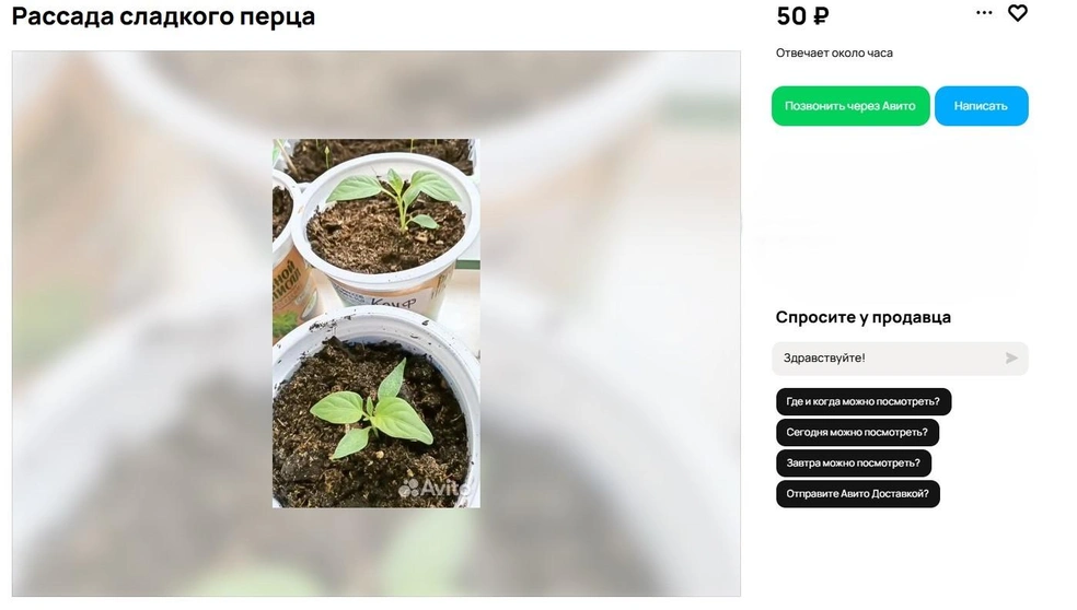 Источник: Avito.ru
