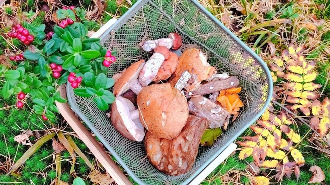 В лесах Раменского района есть и грибы, и брусника | Источник: Грибы и Грибники Подмосковья / Vk.com