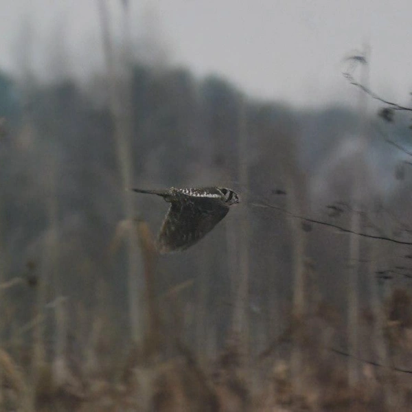 Источник: Юрий Надов, Константин Бабий / Каждой твари по паре