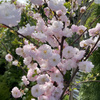 userpic__Сакура 55