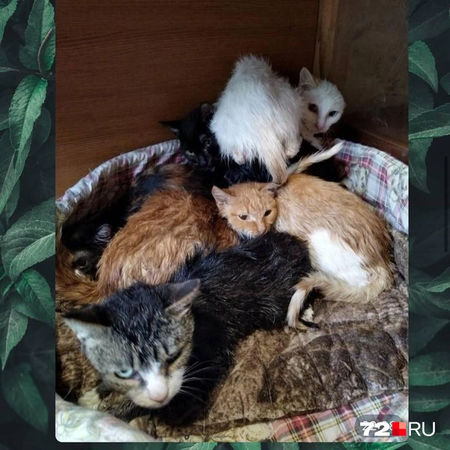 Источник: Анастасия Харламова