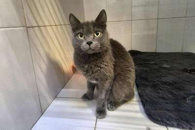 Aristocrat with lemon eyes: Tyumen seeks home for cat with funny name