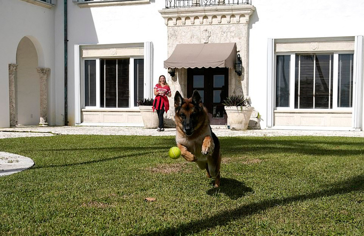 Фото №1 - История пса Гюнтера, наследника миллионов немецкой графини, оказалась уткой