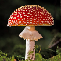 Аватарка Мухоморка