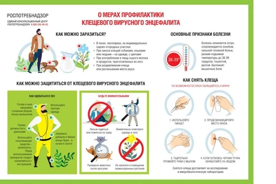 На Камчатке зафиксирован первый укус клеща