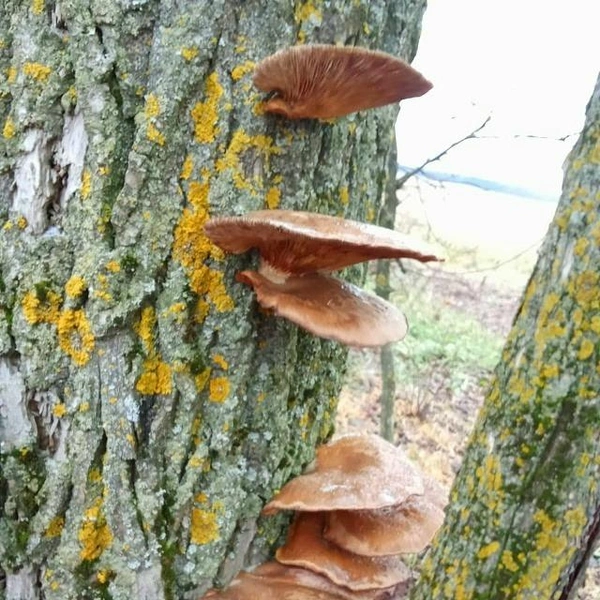 Царь-вешенки, найденные неподалёку от Минского шоссе | Источник: Илья Богоматов / Грибы в Подмосковье 2025 / VK.com