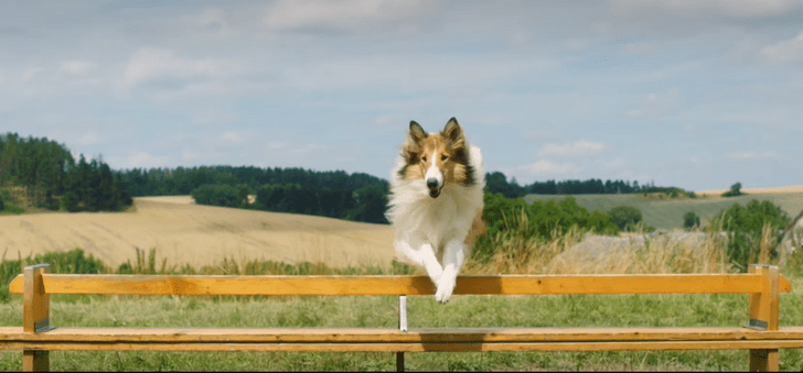 Четвероногая звезда Голливуда: 6 фактов о Лесси — самой известной собаке в мире