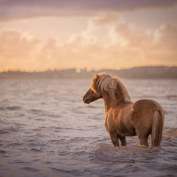 Источник: International Pet Photography Awards