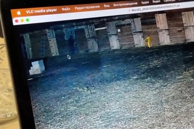 Владелица конного клуба: лошади после кислотной атаки едят сено