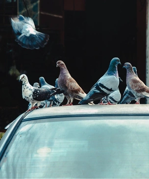 На автомобили какого цвета птицы какают чаще всего: исследование