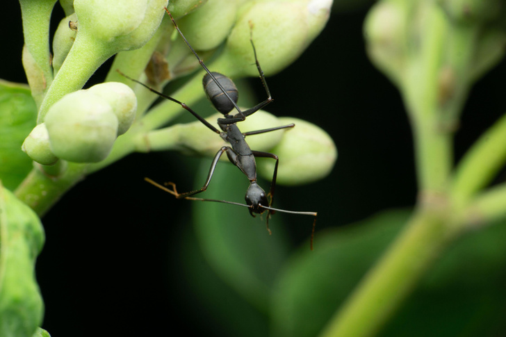 Уничтожали целые экосистемы: ученые нашли естественное оружие против безумных муравьев-захватчиков