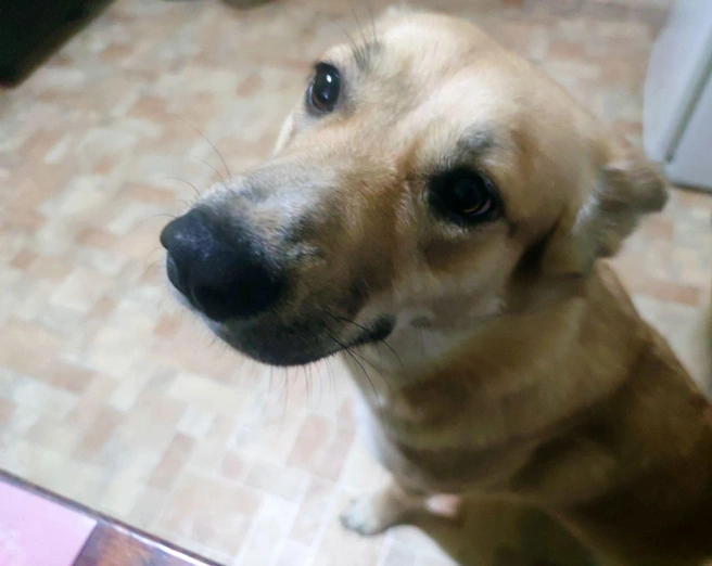 Собака, кажется, тоже ждала мандарины. Новогоднее настроение начинается! | Источник: Патриция Лебедева