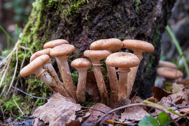 Опята нужно обязательно тщательно отваривать | Источник: Mycology.su