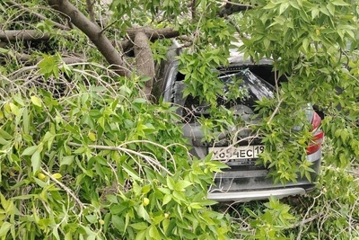 Упавшее дерево на авто в Екатеринбурге: что делать