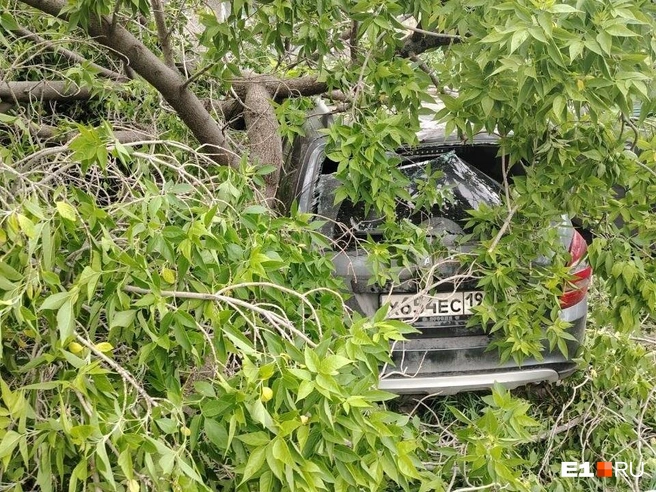 Под деревом после шторма оказалась машина на улице Щербакова | Источник: читатель E1.RU