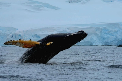 Челябинская область участвовала в экспедиции Конюхова в Антарктиде