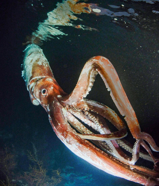 Кракен: что известно науке о гигантских кальмарах