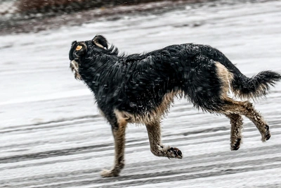 Собака покусала девочку в Верхнем Мамоне