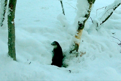Выдра умывается снегом в Ленобласти