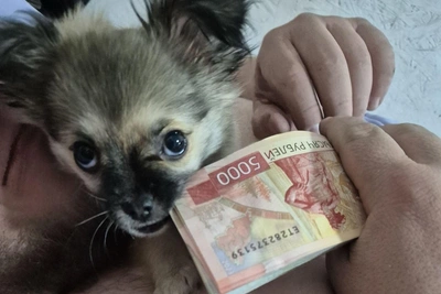 Питомцы читателей ИрСити показали, как проводят время