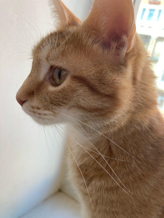 Источник: «Фонтанка.ру»