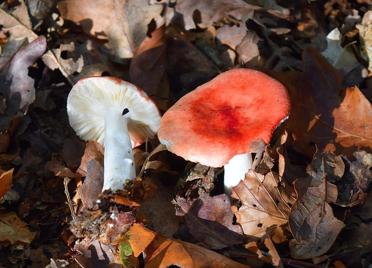 Источник: Don Minnaar via Legion Media 