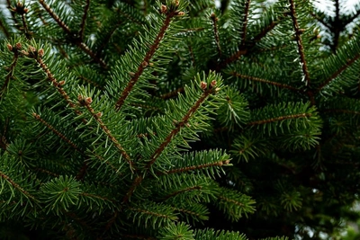 В Забайкалье продлён запрет на посещение лесов