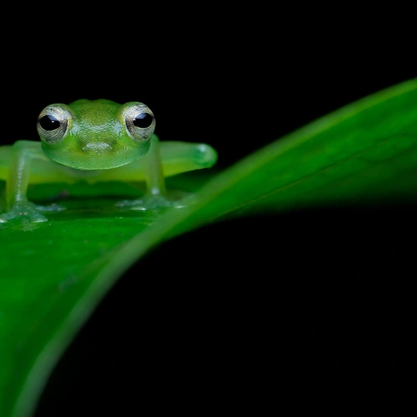Источник: Guillaume Correa-Pimpao / Close-up Photographer of the Year 2025