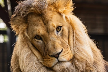 Елисей сейчас | Источник: Парк флоры и фауны «Роев ручей»