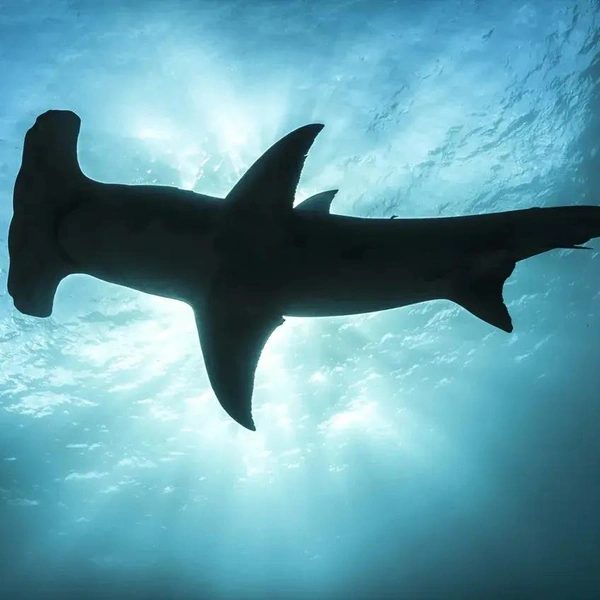 Гигантская акула-молот (Sphyrna mokarran) | Источник: Laura Storm / Shark Photographer of the Year 2025