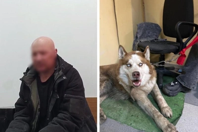 Хаски избили в Люберцах, подозреваемый оправдывается