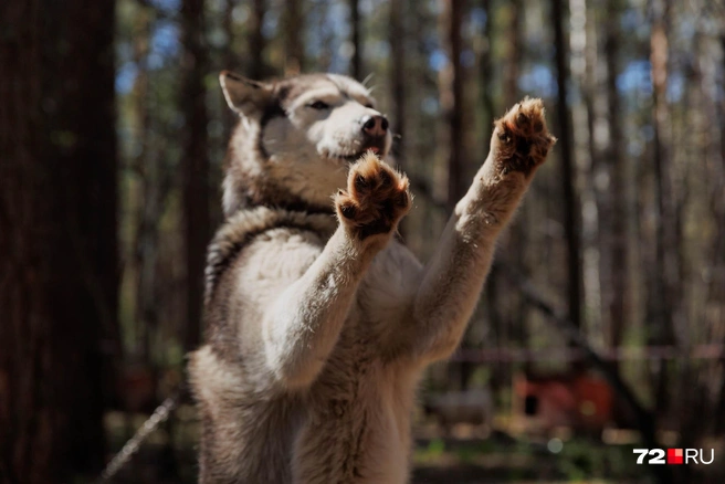 Они обожают внимание и общение | Источник: Ирина Шарова / 72.RU