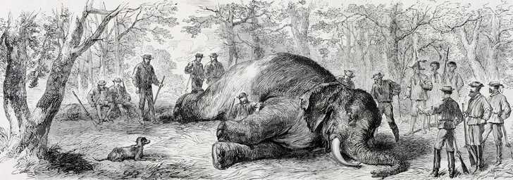 Архивные байки: что писал «Вокруг света» об охоте на слонов в 1904 году