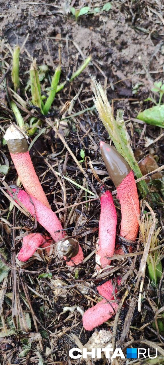 Такие грибы любят сырые места | Источник: местная жительница