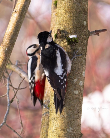 Источник: Антон Кубышкин / Птицы СПб и России